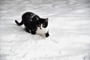 青ひげが濃い方必見の対策方法は？