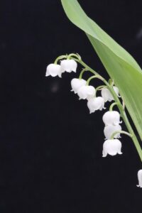 モテる香りのシャンプーはメンズにどれがおすすめ？